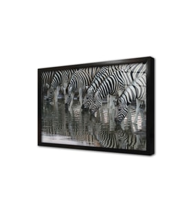 Zebra Sürüsü Çerçeveli Cam Tablo