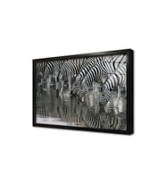 Zebra Sürüsü Çerçeveli Cam Tablo