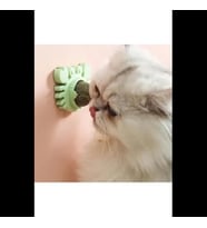 Dodes Yengeç Kedi Otu Oyun Topu