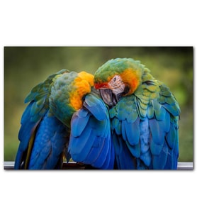 Cakatablo Bir Çift Mavi Macaw Papağanı MDF Tablo