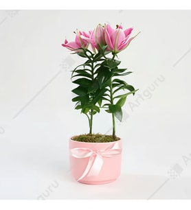 PEMBE  SAKSIDA LİLYUM