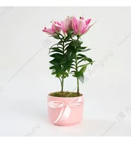 PEMBE  SAKSIDA LİLYUM