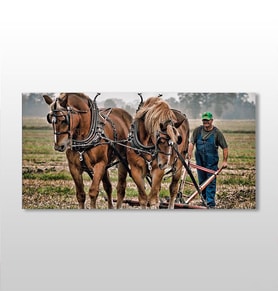 Atlar Ve Tarla Kanvas Tablo 80x40cm (Karışık)
