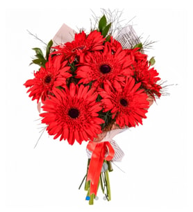 Seydikemer kırmızı gerbera