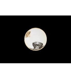 Porland Wild Life Monkey Kase 10cm