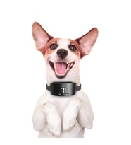 Doggie Havlama Önleyici Eğitim Tasması Ayarlanabilir Siyah