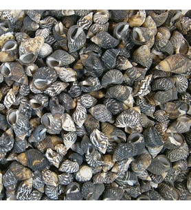 Nassarius Gaudiosus Kiloluk Deniz Kabuğu (1 KG)
