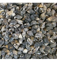Nassarius Gaudiosus Kiloluk Deniz Kabuğu (1 KG)