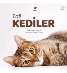 Evcil Kediler