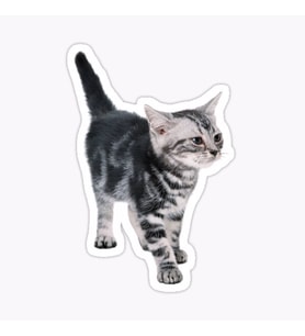 Araba Leptop için Kedi tekir Sticker Yapıştırması Etiket  17CM z8