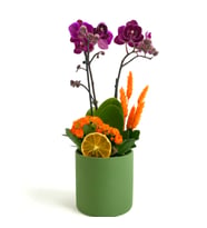 Yeşil Saksıda Mini Mor Orkide ve Turuncu Kalanchoe