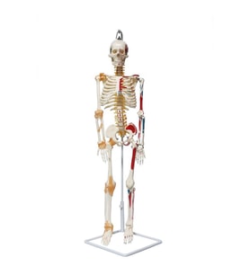 Tam İskelet Maketi 85 cm Model 9