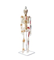 Tam İskelet Maketi 85 cm Model 9
