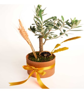 SAKSIDA ZEYTİN AGACI