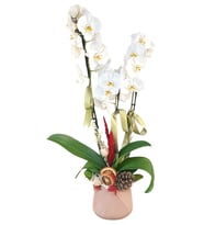 3 Dal Phalaenopsis Orkide
