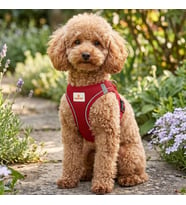 GOBYPET Köpek ve Kedi Göğüs Tasması M Nefes Alabilen File Kumaş Ayarlanabilir Yelek Tasarım Yansıtıcı Şeritli Küçük Irk Köpek ve Kediler İçin