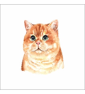 Sevimli Kedi Sticker 3  Duvar Sticker 30x25 CM