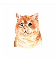 Sevimli Kedi Sticker 3  Duvar Sticker 30x25 CM
