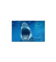 DBSanatevi Acıkmış Köpekbalığı Tablo 40 X 30 Cm