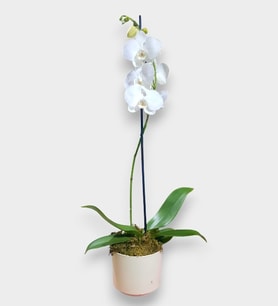 Phalaenopsis Tek Dal Orkide Çiçeği