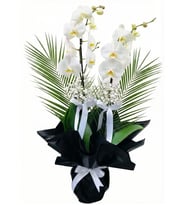 Premium Black & White Çift Dal Beyaz Orkide