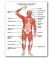 Cakatablo MDF (Ahşap) Tablo İnsan Anatomusi Ön Kas Sistemi