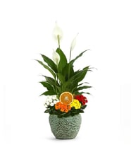 Saksıda Barış Çiçeği ve Kalanchoe Çiçekleri