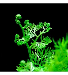 thalictroides 1 Bağ Kolay Akvaryum Zemin Bitkisi Canlı Akvaryum Bitkisi