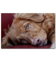 Cakatablo Sevimli Kahverengi Köpek Yakın Çekim