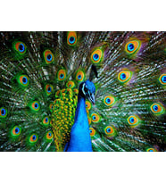 Nova Puzzle 41113 Kur Zamanı 1000 Parça Puzzle