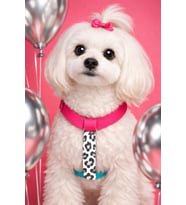 Sugar Mood Çekiştirme Önleyici Ayarlanabilir H Tipi Köpek Göğüs Tasması