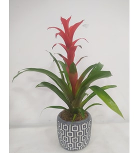 Kare Desenli Gri Beton Saksıda Guzmania Bitkisi