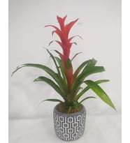 Kare Desenli Gri Beton Saksıda Guzmania Bitkisi