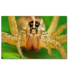 Cakatabloo Sarı Tarantula Yakın Çekim MDF Tablo