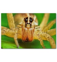 Cakatabloo Sarı Tarantula Yakın Çekim MDF Tablo