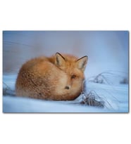 Cakatablo Karlar Üzerinde Kendine Sarılan Tilki MDF Tablo