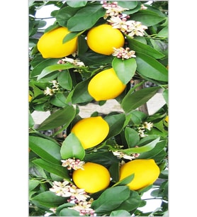 Eliana Home Baskılı, Yıkanabilir Kaymaz Taban Mutfak Halısı LNA2075 100x150 cm (Bej)