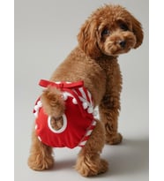 Red Frilly Dişi Köpek Regl Külotu  Köpek Donu  Köpek İç Çamaşırı  Ayarlanabilir Bağcıklı  Küçük Irklar İçin (Kırmızı)