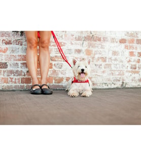 25 mm Denim Köpek Gezdirme Tasması