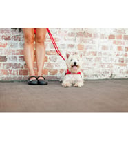 25 mm Denim Köpek Gezdirme Tasması