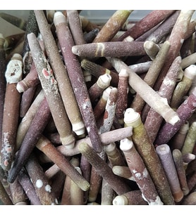 Kiloluk Deniz Kabuğu Kestane Dikeni (1 KG)