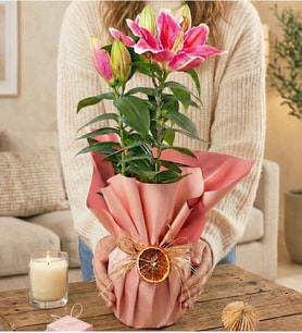 Mis Kokulu Pembe Lilyum Premium Pembe Ambalajlı Saksıda Lilyum Bitkisi