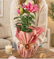 Mis Kokulu Pembe Lilyum Premium Pembe Ambalajlı Saksıda Lilyum Bitkisi