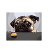 Sevimli Pug Sticker(çerçeveli) 70x90 Sayılarla Boyama Hobi Seti