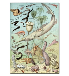 Ahşap Tablo Derin Deniz Canlıları Zoolojik Şema (25x35 Cm Boyut)