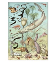 Ahşap Tablo Derin Deniz Canlıları Zoolojik Şema (25x35 Cm Boyut)