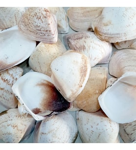 Giant Shells Brown Kiloluk Deniz Kabuğu (1 KG)
