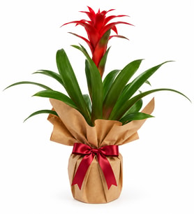 Premium Kırmızı Guzmania Kraft Ambalajlı Canlı Saksı Çiçeği