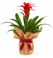 Premium Kırmızı Guzmania Kraft Ambalajlı Canlı Saksı Çiçeği