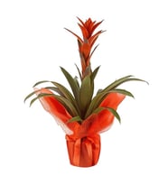 Saksıda Guzmania